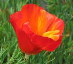 Foto Flores de jardín Amapola De California (Eschscholzia californica), rojo