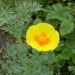 mynd California Poppy einkenni