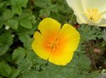 Foto Gartenblumen Kalifornischer Mohn (Eschscholzia californica), orange