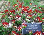 Photo Kidney Vetch, Lady's Fingers characteristics