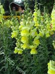 Antirrhinum (Snapdragon)