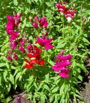 Foto Gartenblumen Löwenmaul, Wiesel Schnauze (Antirrhinum), rot