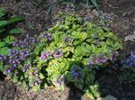 Photo bláthanna gairdín Lamium, Nettle Marbh , lilac