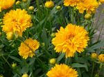 Foto Gartenblumen Tickseed (Coreopsis), gelb