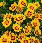 Photo bláthanna gairdín Tickseed (Coreopsis), oráiste