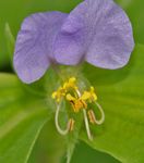 Foto Diena Ziedu, Spiderwort, Atraitnes Asaras raksturlielumi