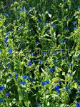 fotoğraf Bahçe Çiçekleri Gün Çiçeği, Spiderwort, Gözyaşları Dul (Commelina), mavi