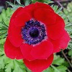 フォト 庭の花 クラウン風の花、ギリシャ風の花、ケシのアネモネ (Anemone coronaria), 赤