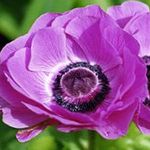 fénykép Kerti Virágok Korona Windfower, Görög Windflower, Mák Szellőrózsa (Anemone coronaria), halványlila