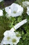 Photo Crown Windfower, Grecian Windflower, Poppy Anemone characteristics
