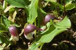 mynd garður blóm Álverið Mús, Mousetail Planta (Arisarum proboscideum), burgundy
