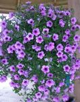 Foto Vrtne Cvjetovi Petunija Fortunia (Petunia x hybrida Fortunia), jorgovana