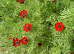 foto Flores do Jardim Adônis (Adonis amurensis), vermelho