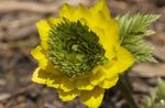 Foto Dārza Ziedi Adonis (Adonis amurensis), dzeltens