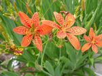 Blackberry Lilija, Leopard Lily