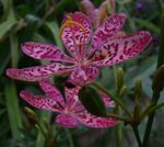 Photo Blackberry Lily, Leopard Lily characteristics