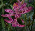 fotografie Gradina Flori Crin Mure, Leopard Crin (Belamcanda chinensis), liliac