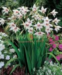 Photo Abyssinian Gladiolus, Peacock Orchid, Fragrant Gladiolus, Sword Lily characteristics