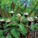 Photo Striped Cobra Lily, Chinese Jack-in-the-Pulpit characteristics