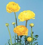 Ranunculus, Persneska Buttercup, Turban Buttercup, Persneska Crowfoot