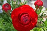 foto Ranunculus, Perzische Boterbloem, Tulband Boterbloem, Perzisch Ranonkel (Ranunculus asiaticus), rood