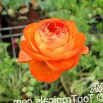 снимка Градински цветове Ranunculus, Персийски Лютиче, Тюрбан Лютиче (Ranunculus asiaticus), оранжев