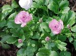 Foto Flores de jardín Ranúnculo, Ranúnculo Persa, Ranúnculo Turbante, Crowfoot Persa (Ranunculus asiaticus), lila