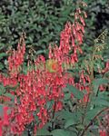 fotografie Gradina Flori Cape Fuchsia (Phygelius capensis), roșu