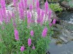 Foto Violeta Loosestrife, Zizlis Loosestrife raksturlielumi