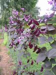 Photo Ruby Glow Hyacinth Bean characteristics