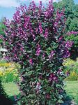 Foto Vrtne Cvjetovi Rubin Sjaj Zumbul Grah (Dolichos lablab, Lablab purpureus), jorgovana