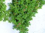 Foto Vrtne Cvjetovi Beba Sunrose, Heartleaf Led Biljke (Aptenia), crvena