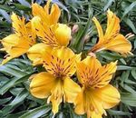 Alstroemeria, Lis Péruvien, Lis Des Incas