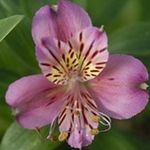 fotografie Zahradní květiny Alstroemeria, Peruánský Lilie, Lilie Inků , šeřík