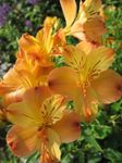 снимка Градински цветове Alstroemeria, Перуанска Лилия, Момина Инките , оранжев