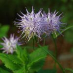 Foto Gartenblumen Gehörnten Rampion (Phyteuma), flieder