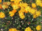 Photo les fleurs du jardin Fabrique De Glace (Mesembryanthemum crystallinum), orange