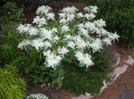 fénykép Kerti Virágok Hó-On-The-Hegy (Euphorbia marginata), fehér
