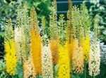 Eremurus