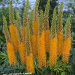 fotografija Vrtno Cvetje Lisičjega Repa Lilija, Desert Sveča (Eremurus), oranžna