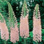 Photo Foxtail Lily, Desert Candle characteristics