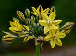 foto Flores do Jardim Triteleia, Grama Porca, Ithuriel De Lança, Cesta Wally , amarelo