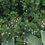 fotoğraf Bahçe Çiçekleri Az Calamint (Calamintha), leylak