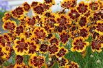 Photo les fleurs du jardin Burridges Greenthread, Vert-Fil D'burridge (Cosmidium burridgeanum, Thelesperma burridgeanum), orange