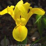 Olandese Iris, Iris Spagnolo