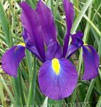Photo Dutch Iris, Spanish Iris characteristics
