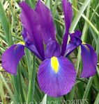 Photo Garden Flowers Dutch Iris, Spanish Iris (Xiphium), purple