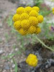 Gulur Ageratum, Gullna Ageratum, Daisy Afríku