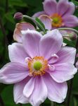 Japanese Anemone