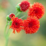 フォト 庭の花 房の花、植物の絵筆 (Emilia coccinea, Emilia javanica, Cacalia coccinea), 赤